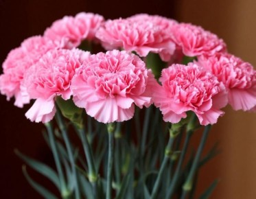 Сотрудники Россельхознадзора в Приморском крае приняли решительные меры по предотвращению распространения опасного вредителя