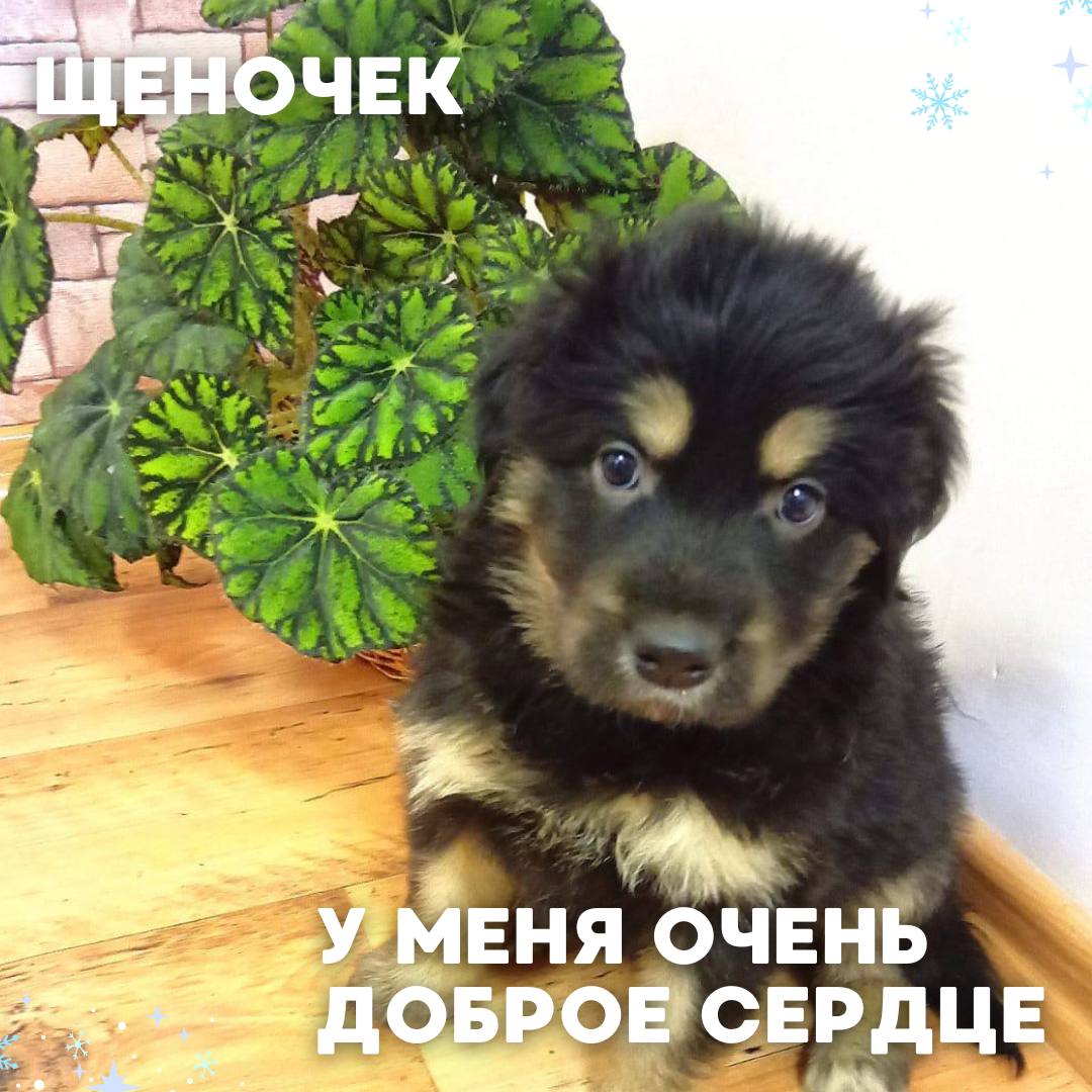 Сегодня в рубрике #Ищу_человека делимся информацией от наших подписчиков, которые взяли себе самых очаровательных питомцев на временную передержку и ищут им теплый дом Сегодня в рубрике #Ищу_человека делимся информацией от наших подписчиков, которые взяли себе самых очаровательных питомцев на временную передержку и ищут им теплый дом