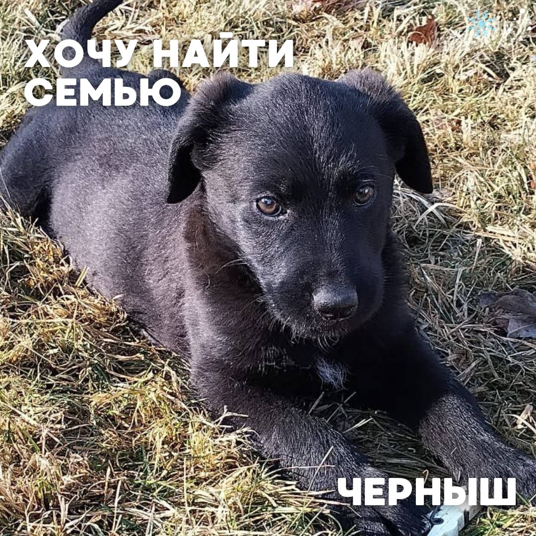 Сегодня в рубрике #Ищу_человека делимся информацией от наших подписчиков, которые взяли себе самых очаровательных питомцев на временную передержку и ищут им теплый дом Сегодня в рубрике #Ищу_человека делимся информацией от наших подписчиков, которые взяли себе самых очаровательных питомцев на временную передержку и ищут им теплый дом