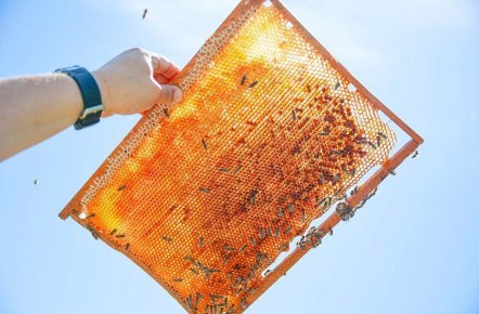 Продукция приморских пчеловодов отличилась на конкурсе «Золотой мёд России»