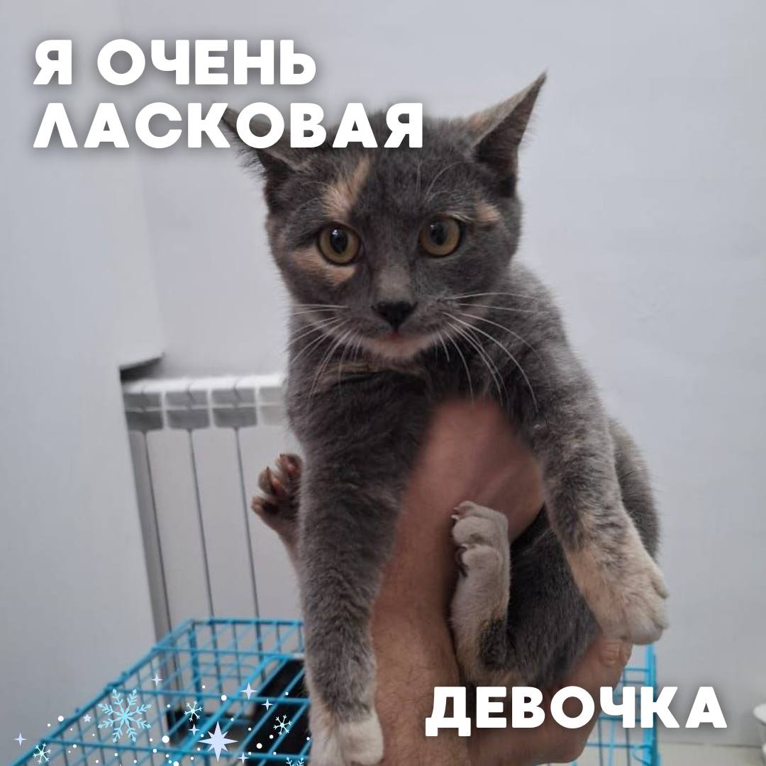 Сегодня в рубрике #Ищу_человека делимся информацией от наших подписчиков, которые взяли себе самых очаровательных питомцев на временную передержку и ищут им теплый дом Сегодня в рубрике #Ищу_человека делимся информацией от наших подписчиков, которые взяли себе самых очаровательных питомцев на временную передержку и ищут им теплый дом