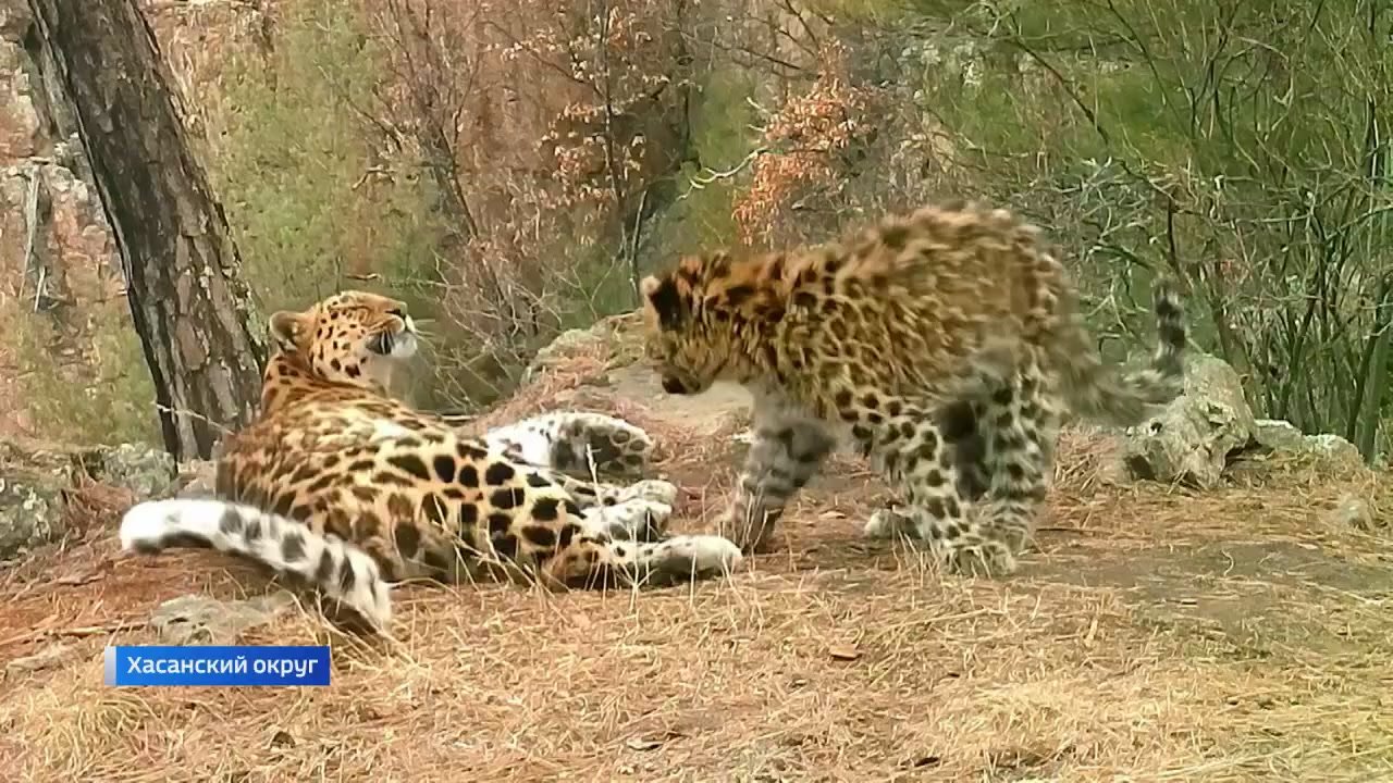 Новая экотропа в нацпарке «Земля леопарда» знакомит посетителей с эволюцией методов съемки диких животных в природе, а также с фотомониторингом, сыгравшим ключевую роль в понимании и сохранении редкой кошки