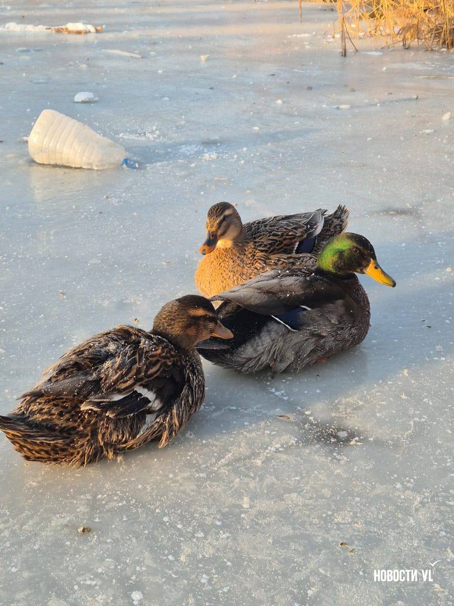 В Соленой протоке под Владивостоком местные жители спасли трех уток, которые не улетели на зимовку В Соленой протоке под Владивостоком местные жители спасли трех уток, которые не улетели на зимовку