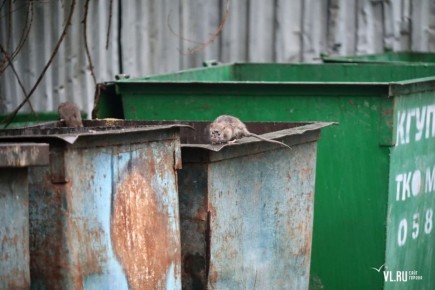 «Меньше не стало»: на зиму крысы во Владивостоке перебираются из мусорок в подвалы