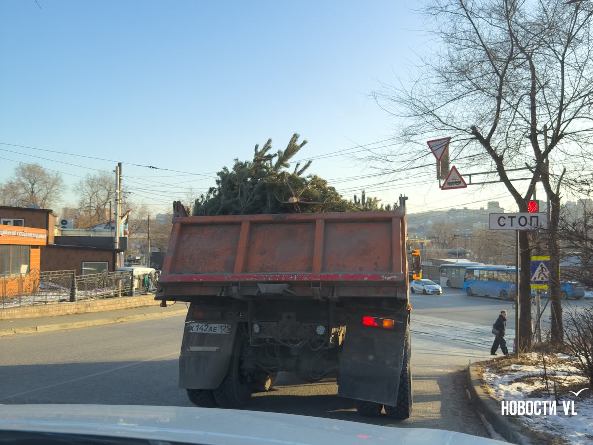 Во Владивостоке разворачивается нелегальная торговля ёлками – первые 145 деревьев уже изъяли Во Владивостоке разворачивается нелегальная торговля ёлками – первые 145 деревьев уже изъяли