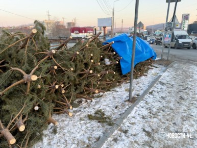 Во Владивостоке разворачивается нелегальная торговля ёлками – первые 145 деревьев уже изъяли