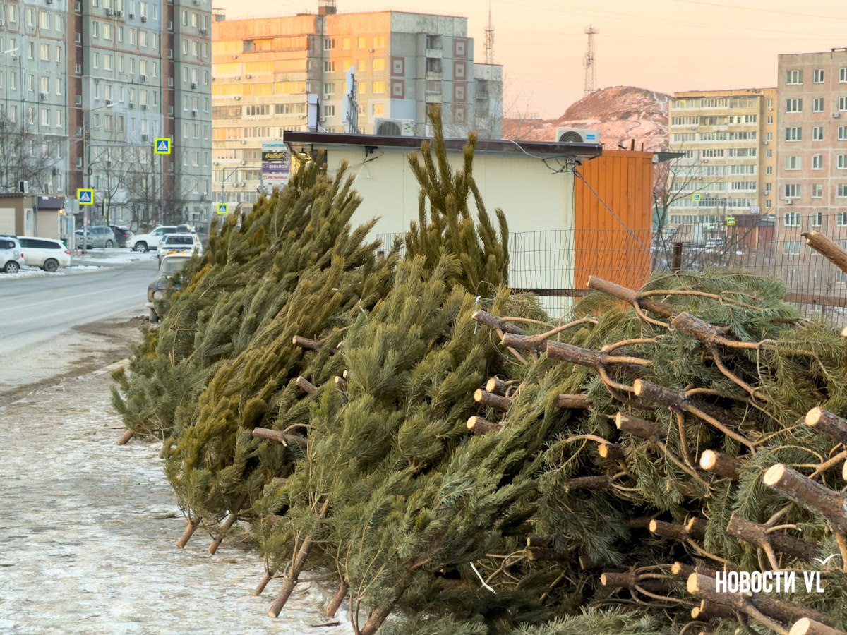 Во Владивостоке разворачивается нелегальная торговля ёлками – первые 145 деревьев уже изъяли Во Владивостоке разворачивается нелегальная торговля ёлками – первые 145 деревьев уже изъяли