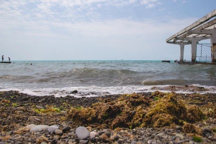 Новый «гость» в Японском море: тропическая водоросль добралась до Приморья