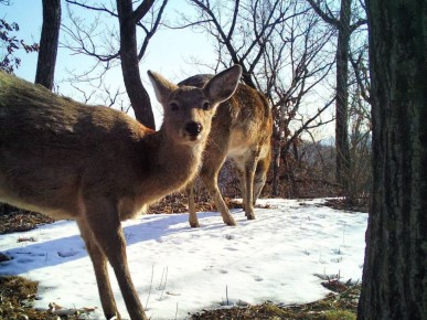 Друг всегда прикроет.... В нацпарке «Земля леопарда» пятнистый олень идеально вписался в кадр — он устроил такую фотобомбу, которая не просто попала в объектив, а стала главным элементом снимка. «И себя показал, и ничего...
