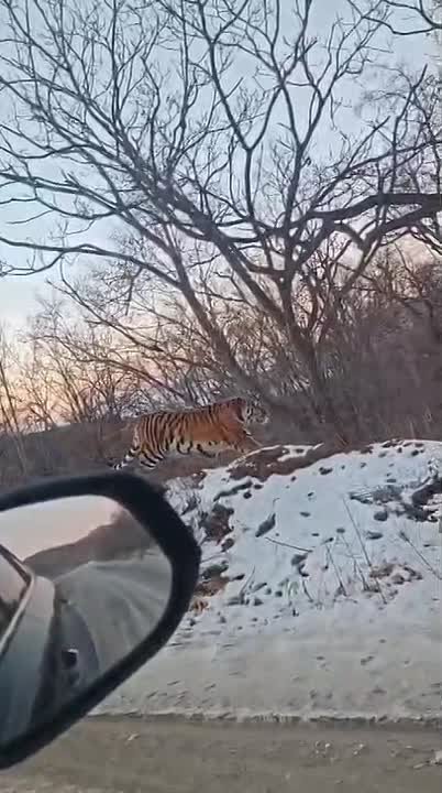 Тигры продолжают гулять вдоль дорог в Приморском крае