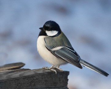 Не навреди: чем можно и нельзя кормить птиц и белок в приморскую зиму