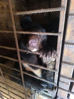 Ручную медведицу, которую поймали после её визита в школу Ханкайского района, отправят в зоопарк Ростовской области