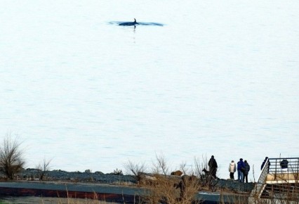 Киты снова в городе. Киты Минке зашли в акватории Владивостока, показавшись жителям и гостям города в непосредственной близости от берега