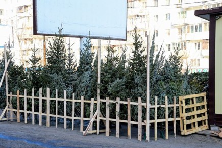 Во Владивостоке появились первые «новогодние» нарушители