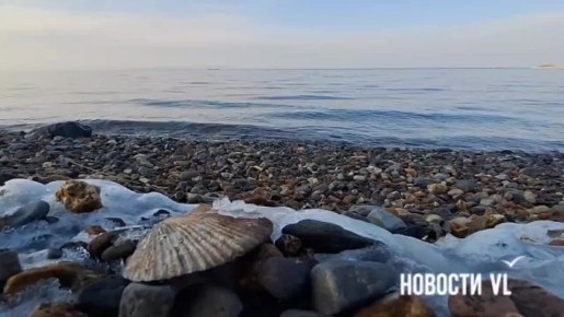 Сегодня жители Владивостока снова наблюдали китов, на этот раз в Амурском заливе, напротив бухты Фдорова