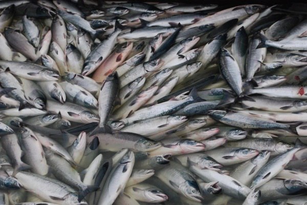 В водоемы Дальнего Востока выпущено более 220 млн штук молоди лососей