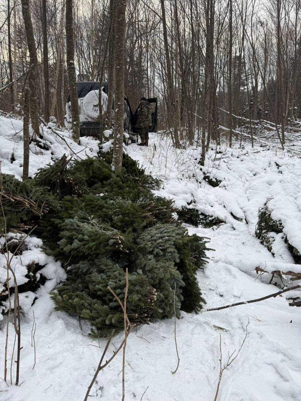 В Приморье сотрудниками полиции пресечена незаконная вырубка деревьев В Приморье сотрудниками полиции пресечена незаконная вырубка деревьев