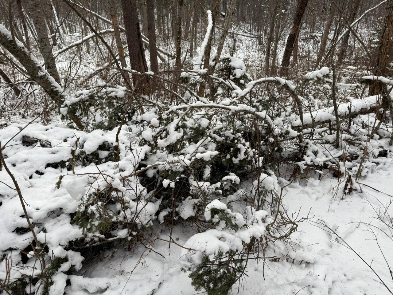 В Приморье сотрудниками полиции пресечена незаконная вырубка деревьев В Приморье сотрудниками полиции пресечена незаконная вырубка деревьев