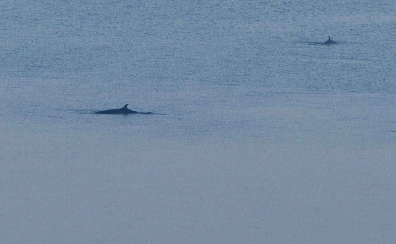 Даже киты заглянули на тёплые выходные в Приморье Даже киты заглянули на тёплые выходные в Приморье