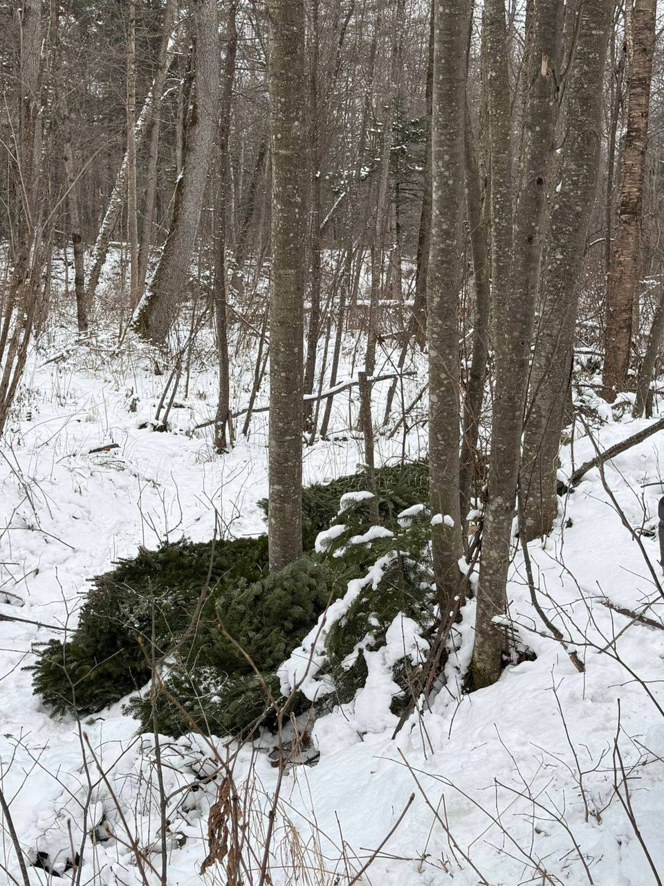 В Приморье сотрудниками полиции пресечена незаконная вырубка деревьев В Приморье сотрудниками полиции пресечена незаконная вырубка деревьев