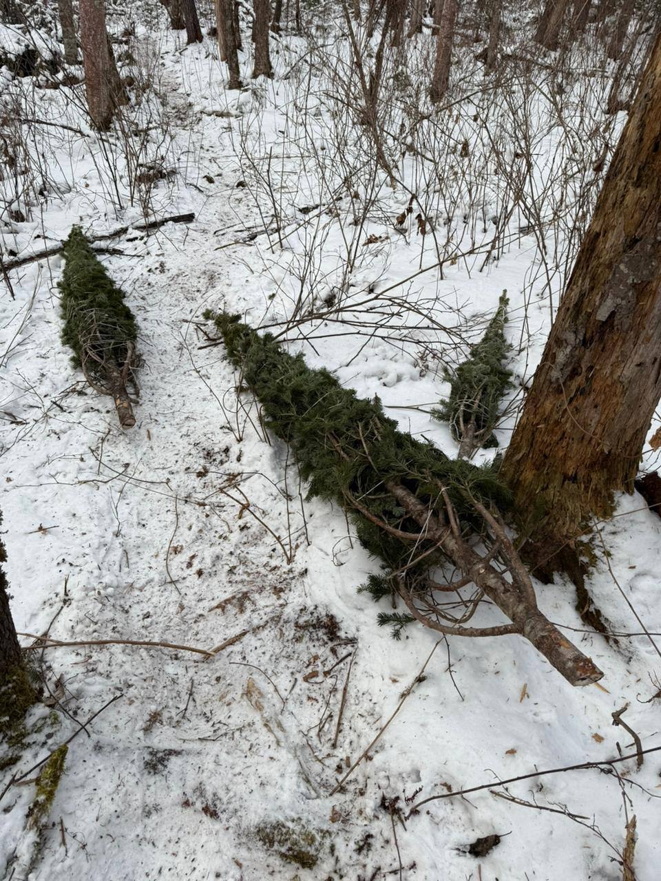 В Приморье сотрудниками полиции пресечена незаконная вырубка деревьев В Приморье сотрудниками полиции пресечена незаконная вырубка деревьев