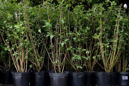 Владивосток продолжает активно преображаться, и 2025 год стал еще одним этапом масштабной работы по наведению порядка и озеленению городских пространств