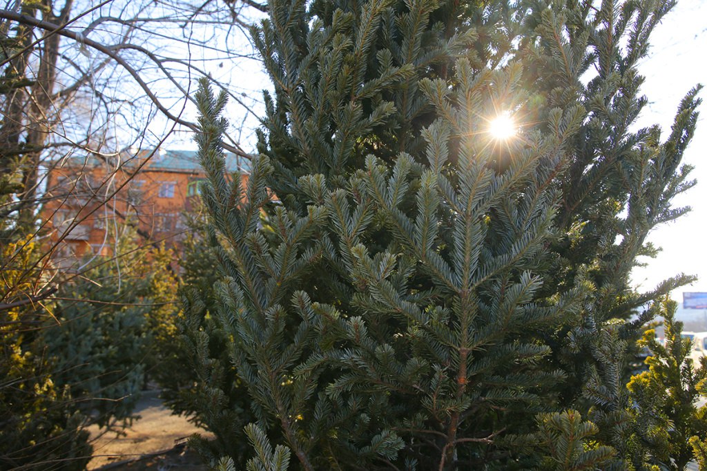 Где купить живую елку во Владивостоке: старт торговли и адреса