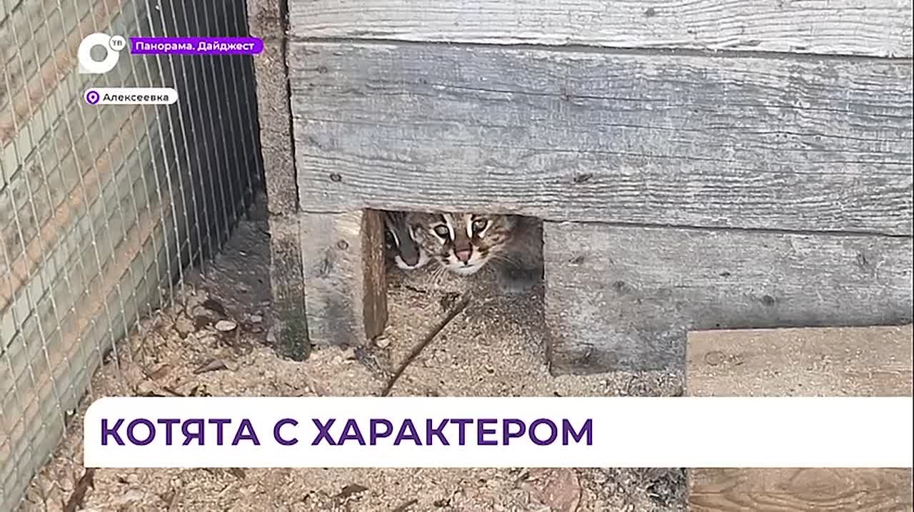 Новыми обитателями реабилитационного центра «Тигр» стали четыре лесных котёнка