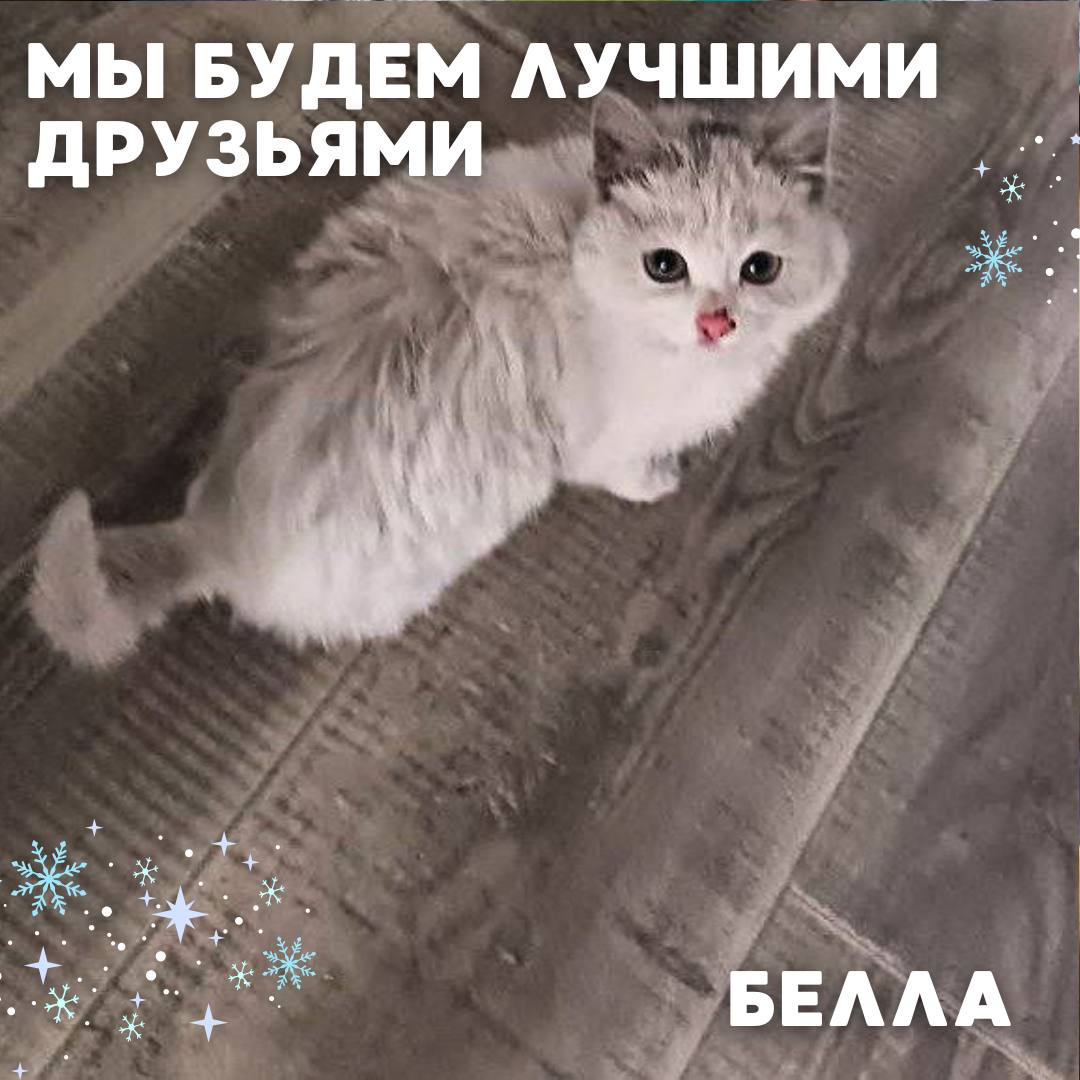 Сегодня в рубрике #Ищу_человека делимся информацией от наших подписчиков, которые взяли себе самых очаровательных питомцев на временную передержку и ищут им теплый дом Сегодня в рубрике #Ищу_человека делимся информацией от наших подписчиков, которые взяли себе самых очаровательных питомцев на временную передержку и ищут им теплый дом