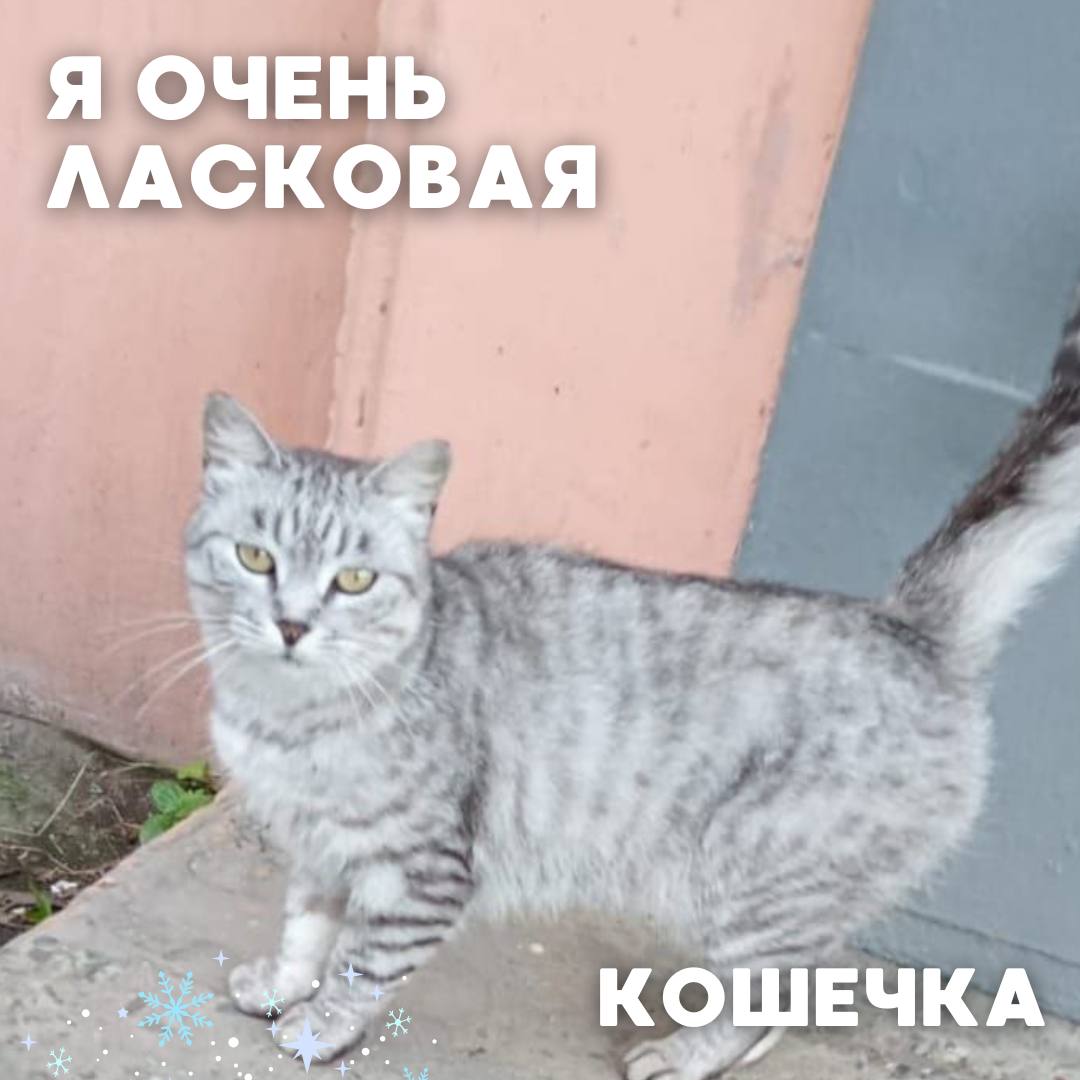 Сегодня в рубрике #Ищу_человека делимся информацией от наших подписчиков, которые взяли себе самых очаровательных питомцев на временную передержку и ищут им теплый дом Сегодня в рубрике #Ищу_человека делимся информацией от наших подписчиков, которые взяли себе самых очаровательных питомцев на временную передержку и ищут им теплый дом