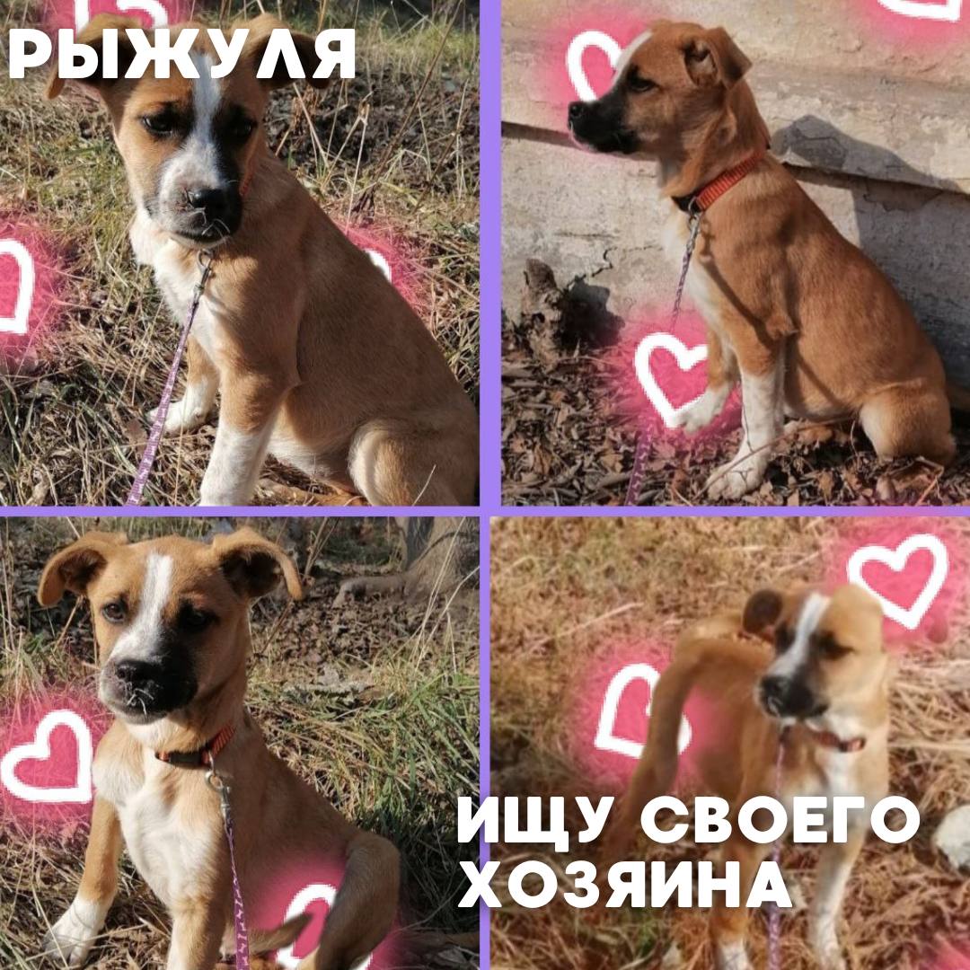 Сегодня в рубрике #Ищу_человека делимся информацией от наших подписчиков, которые взяли себе самых очаровательных питомцев на временную передержку и ищут им теплый дом