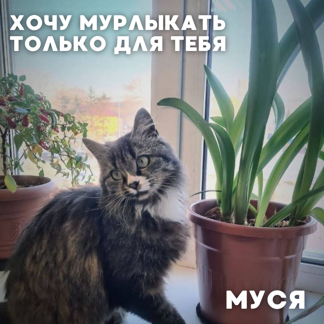 Сегодня в рубрике #Ищу_человека делимся информацией от наших подписчиков, которые взяли себе самых очаровательных питомцев на временную передержку и ищут им теплый дом Сегодня в рубрике #Ищу_человека делимся информацией от наших подписчиков, которые взяли себе самых очаровательных питомцев на временную передержку и ищут им теплый дом