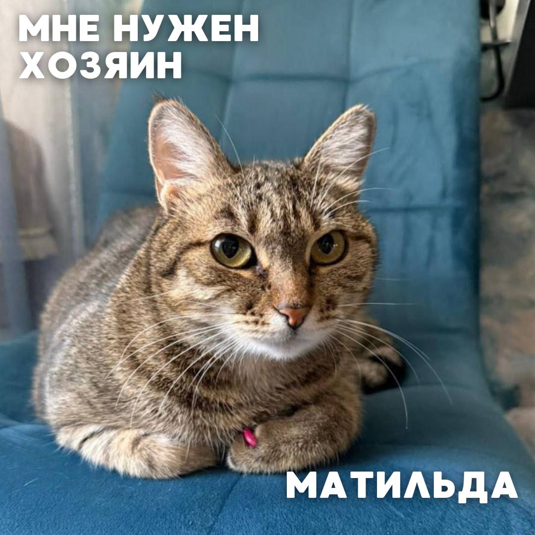 Сегодня в рубрике #Ищу_человека делимся информацией от наших подписчиков, которые взяли себе самых очаровательных питомцев на временную передержку и ищут им теплый дом Сегодня в рубрике #Ищу_человека делимся информацией от наших подписчиков, которые взяли себе самых очаровательных питомцев на временную передержку и ищут им теплый дом