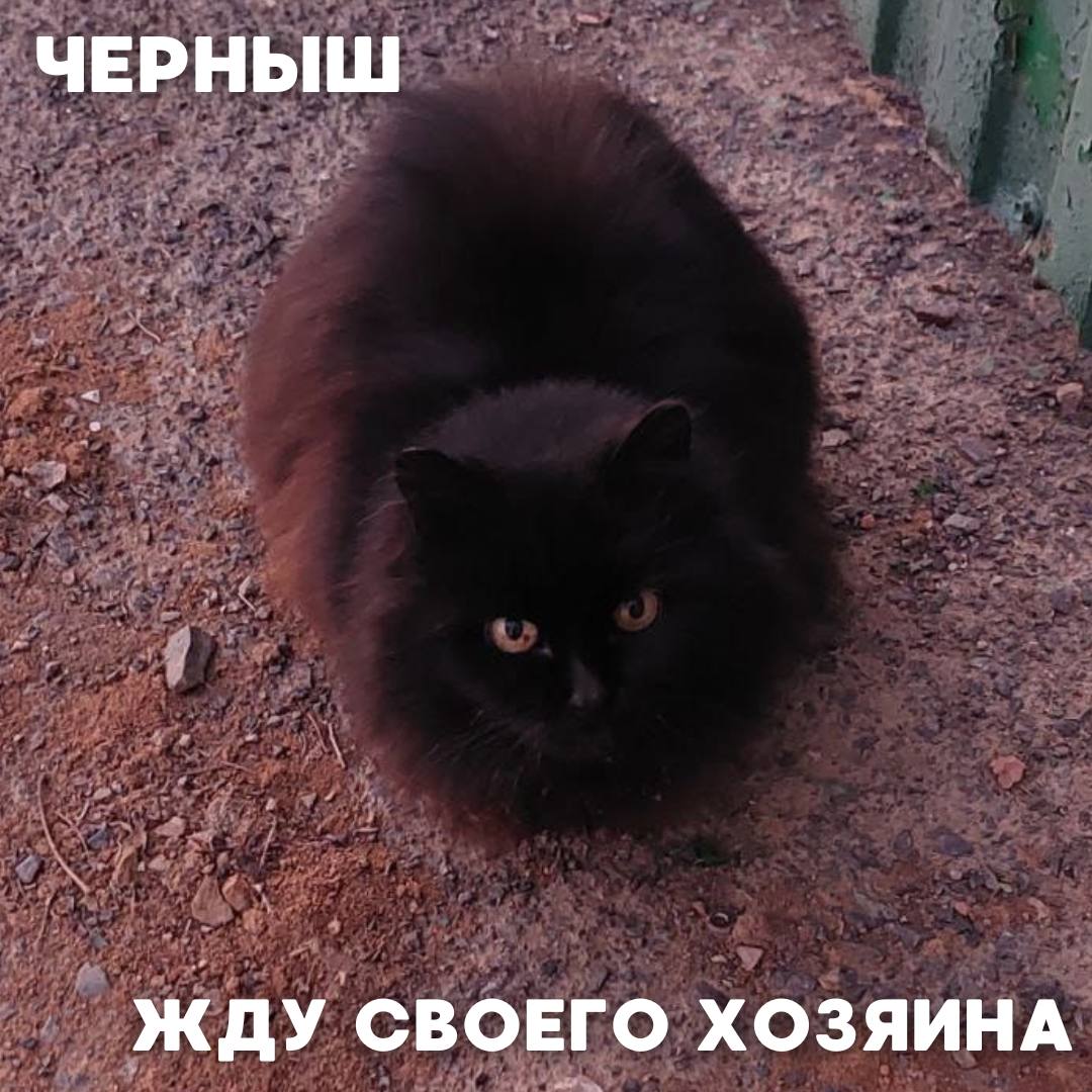 Сегодня в рубрике #Ищу_человека делимся информацией от наших подписчиков, которые взяли себе самых очаровательных питомцев на временную передержку и ищут им теплый дом Сегодня в рубрике #Ищу_человека делимся информацией от наших подписчиков, которые взяли себе самых очаровательных питомцев на временную передержку и ищут им теплый дом