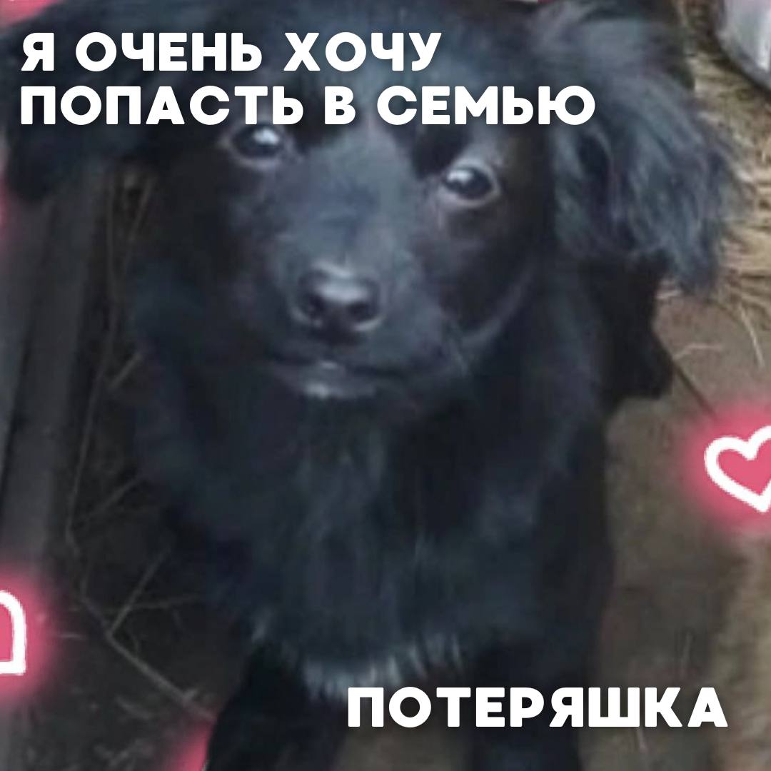 Сегодня в рубрике #Ищу_человека делимся информацией от наших подписчиков, которые взяли себе самых очаровательных питомцев на временную передержку и ищут им теплый дом Сегодня в рубрике #Ищу_человека делимся информацией от наших подписчиков, которые взяли себе самых очаровательных питомцев на временную передержку и ищут им теплый дом