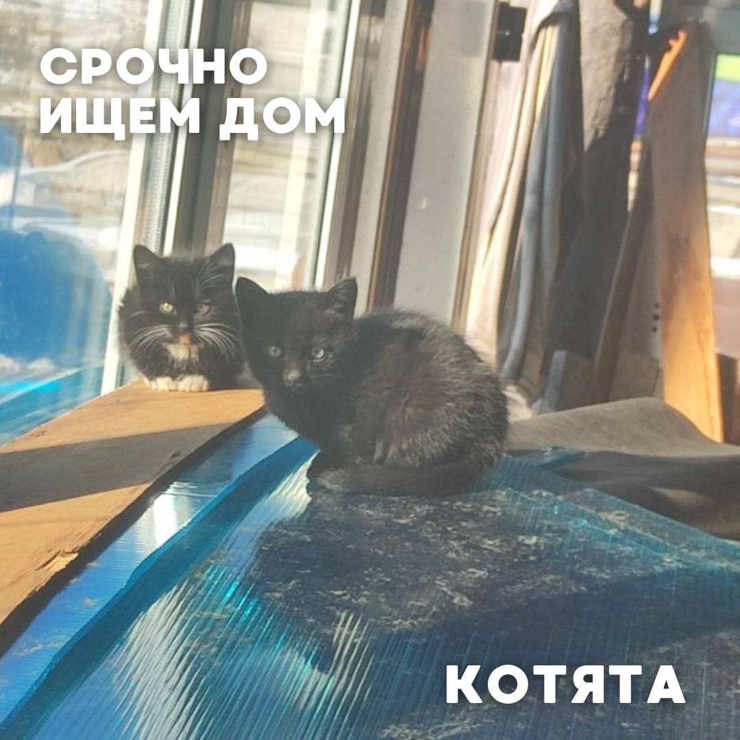 Сегодня в рубрике #Ищу_человека делимся информацией от наших подписчиков, которые взяли себе самых очаровательных питомцев на временную передержку и ищут им теплый дом Сегодня в рубрике #Ищу_человека делимся информацией от наших подписчиков, которые взяли себе самых очаровательных питомцев на временную передержку и ищут им теплый дом