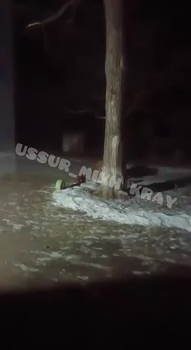 В Приморье девочка вечером подошла к окну и увидела гуляющего по двору тигра