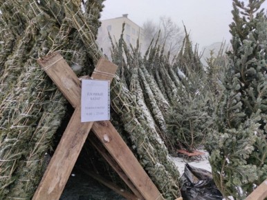 Ёлочные базары во Владивостоке начнут свою работу уже на этой неделе