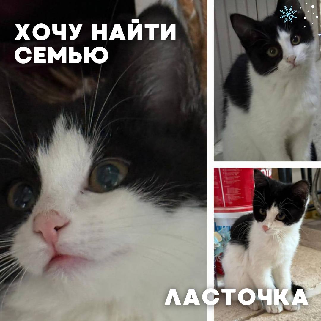 Сегодня в рубрике #Ищу_человека делимся информацией от наших подписчиков, которые взяли себе самых очаровательных питомцев на временную передержку и ищут им теплый дом Сегодня в рубрике #Ищу_человека делимся информацией от наших подписчиков, которые взяли себе самых очаровательных питомцев на временную передержку и ищут им теплый дом