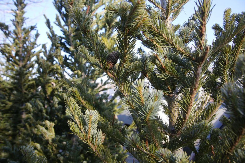 Новогоднюю ёлку во Владивостоке можно приобрести по 19 адресам