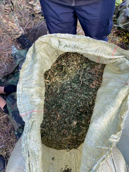 В Приморском крае осуждены двое мужчин за хранение марихуаны в особо крупном размере В Приморском крае осуждены двое мужчин за хранение марихуаны в особо крупном размере