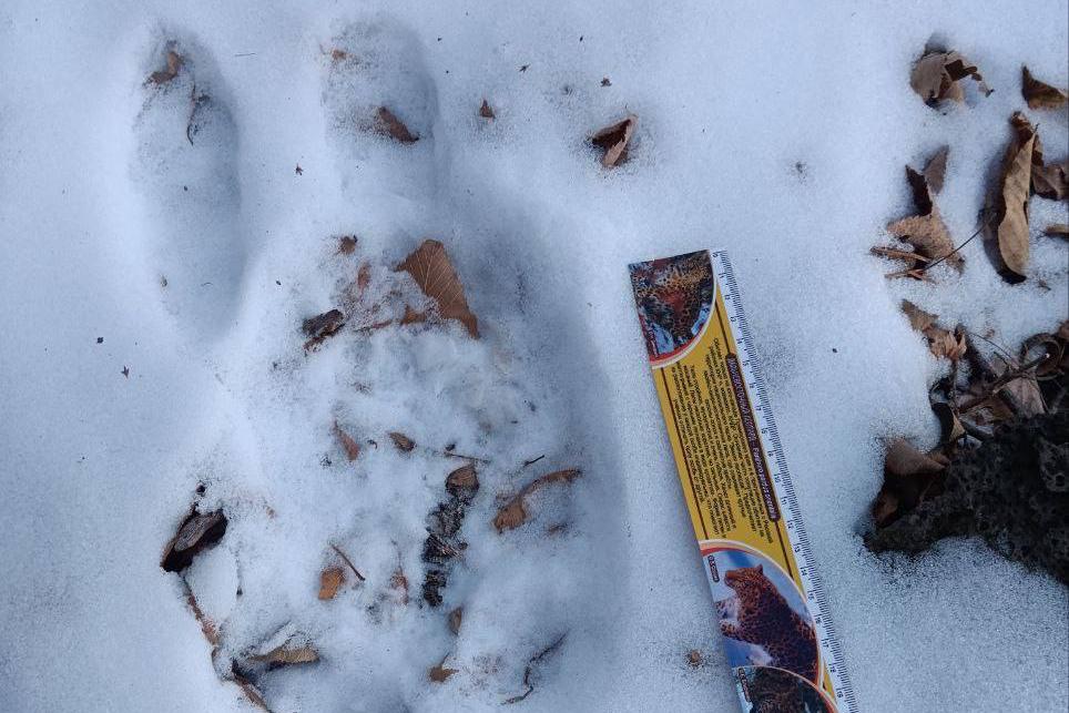 «Пишут» свою историю на снегу «Пишут» свою историю на снегу