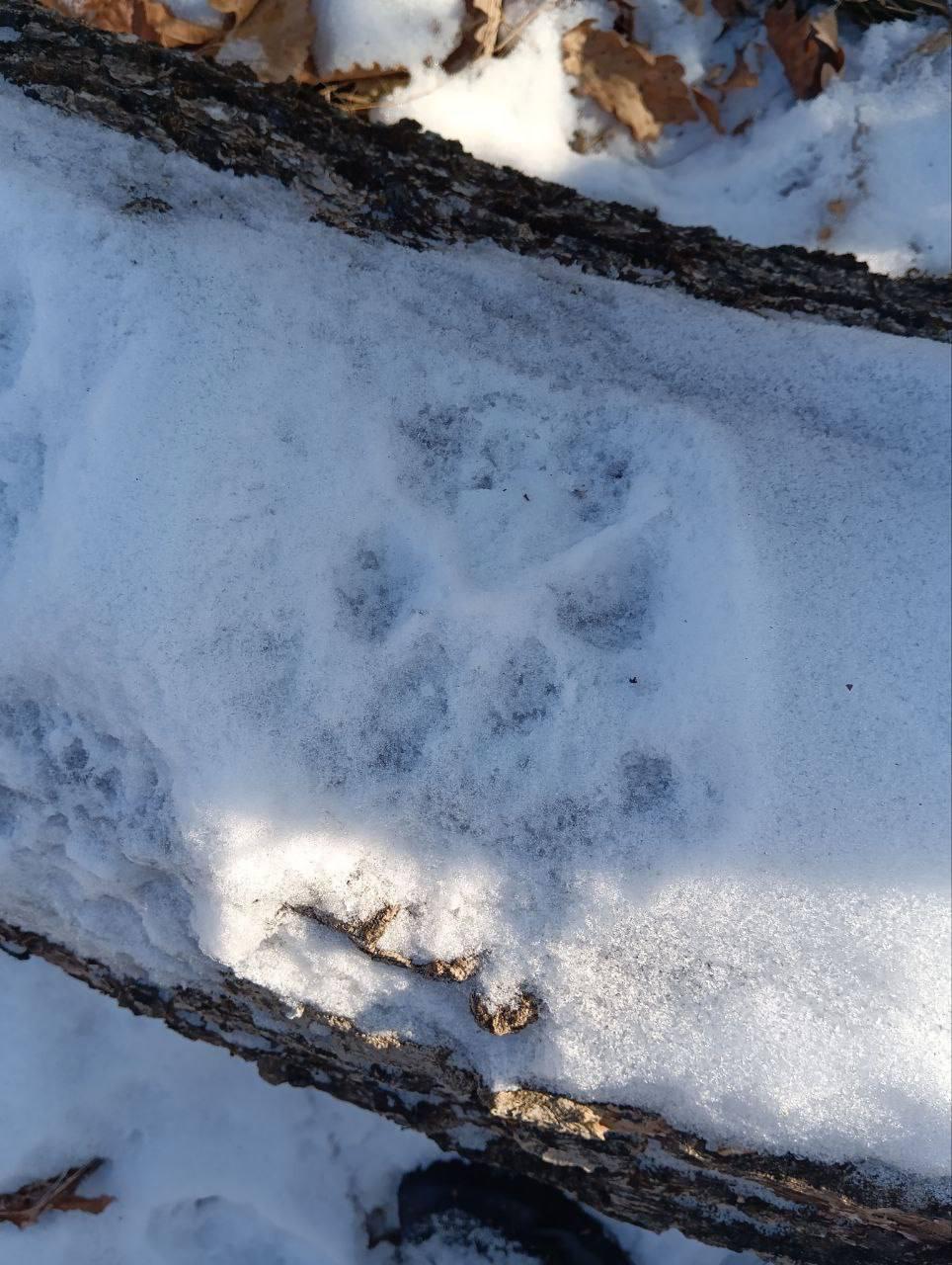 «Пишут» свою историю на снегу «Пишут» свою историю на снегу