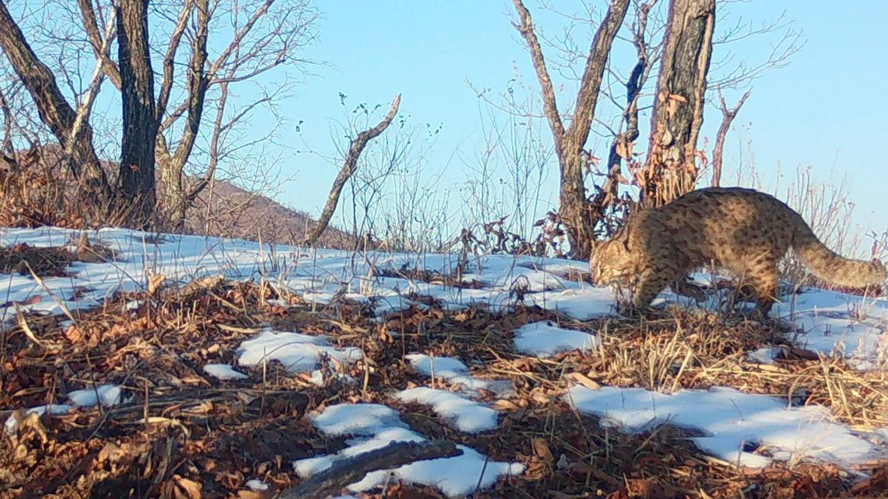 Загадочный зверь вышел из тени Загадочный зверь вышел из тени
