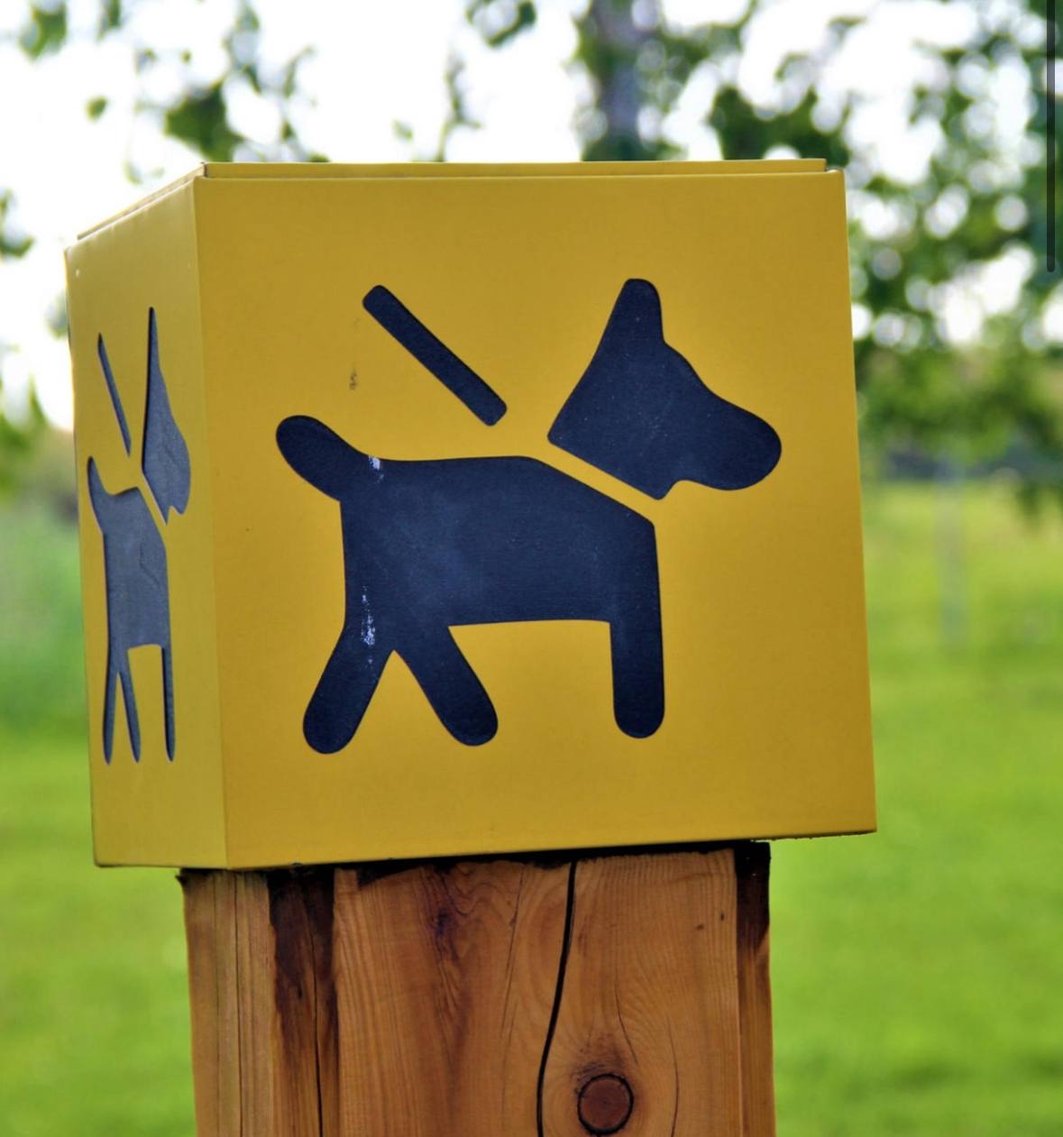 Площадку для выгула собак в районе Кирова предлагают создать жители Владивостока