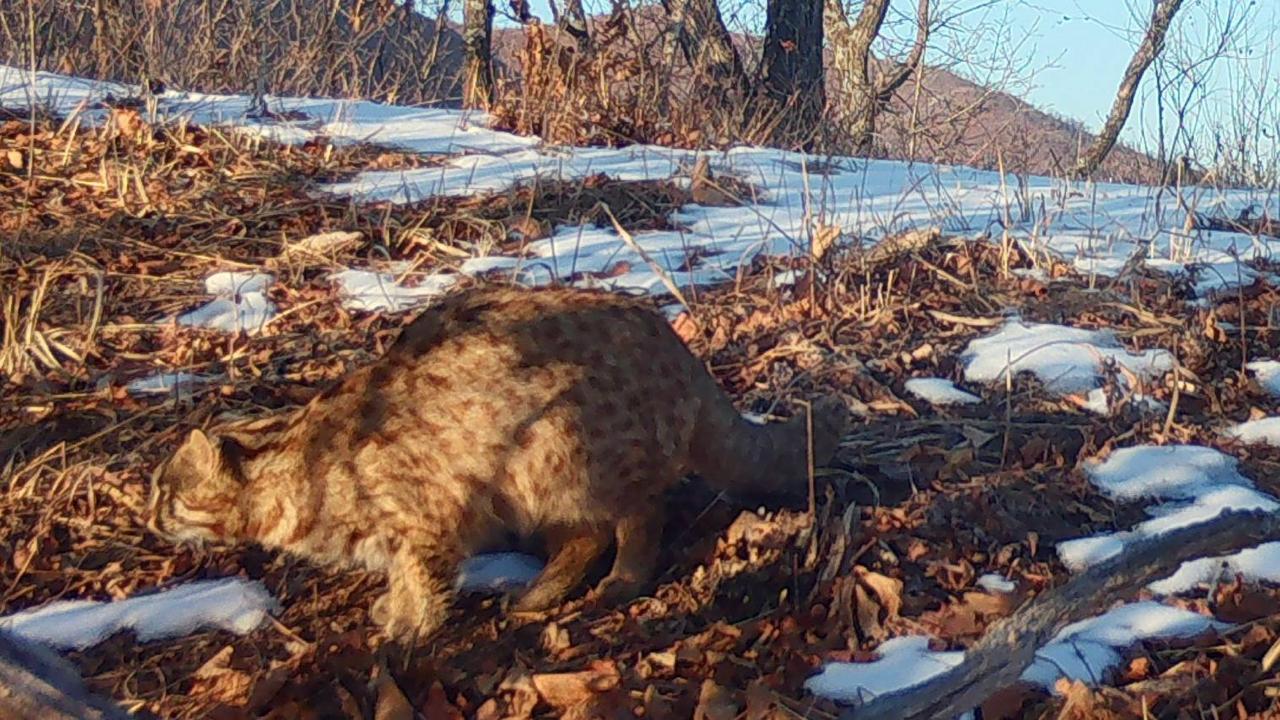 Загадочный зверь вышел из тени Загадочный зверь вышел из тени