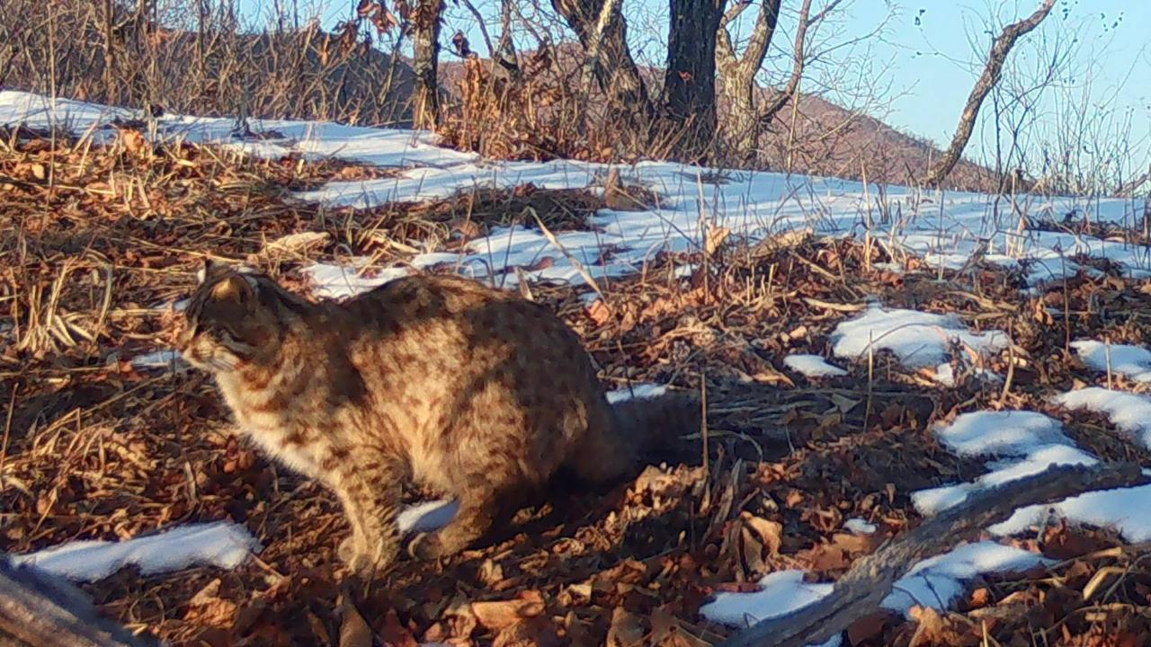 Загадочный зверь вышел из тени Загадочный зверь вышел из тени