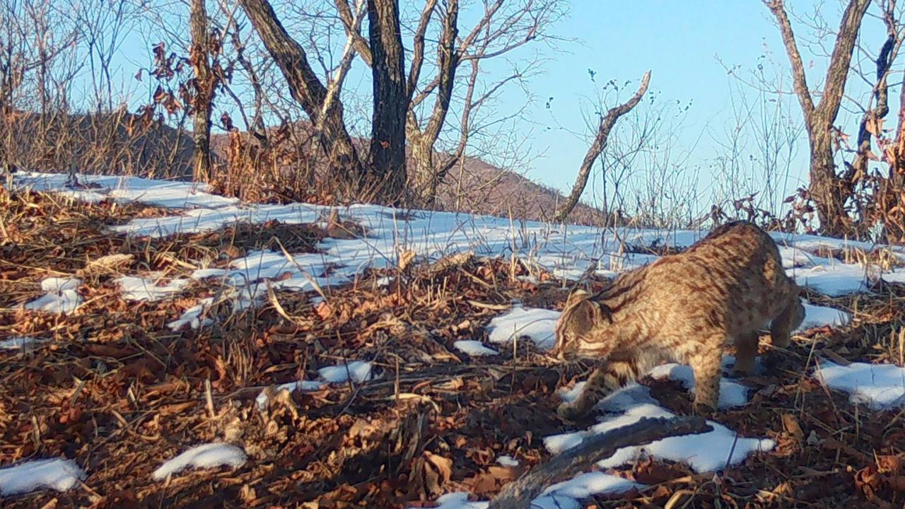 Загадочный зверь вышел из тени