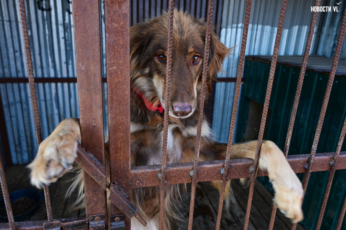 «Надо помогать – вот и всё»: более 100 собак из приюта в Приморье ждут волонтёров, опекунов или будущих хозяев «Надо помогать – вот и всё»: более 100 собак из приюта в Приморье ждут волонтёров, опекунов или будущих хозяев