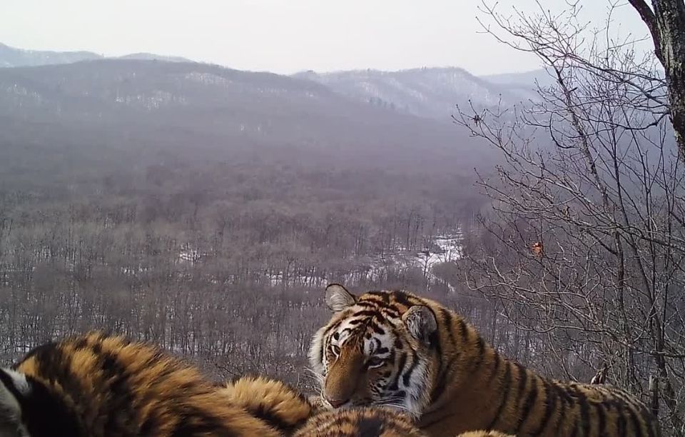 ������ ���� � ��� ��������: �������� �� ��� ����� �������� ����� � ����������� � �������� ��������